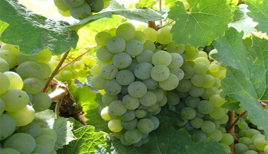 Effective Management of Botrytis in Grape Vineyards and Pesticide Safety Review