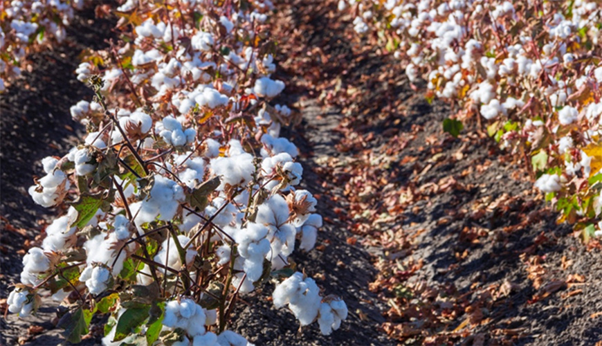 Weed Resistance and Pest Management in Cotton [2024]